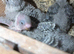 Breeder pair available