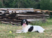 Ted, sprocker (2 years old)