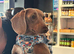 Rio dachshund stud