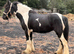 Heavy weight cob