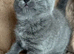 Quality pedigree British shorthair kittens