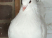 Modina pigeon for sale