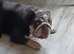 Female english bulldog