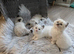 Ragdoll Kittens