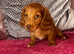 Long Haired Miniature Dachshund
