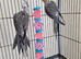 I can take in unwanted birds with cages only