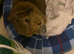 2 male guinea pigs