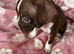 Staffy female pup