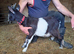 Female pygmy goats