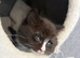 Last adorable long haired male Siamese cross kitten available now. .