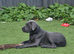 14 week old cane corso male