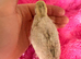 Coturnix quail chicks