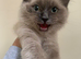 FEMALE RAGDOLL KITTEN