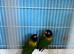 Pair of lovebirds