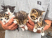5 Kittens for rehoming