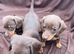 Adorable Miniature Dachshund puppies