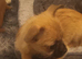 Tiny adorable mischievous puppies