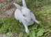 Ready to leave-Pure bred mini Rex