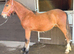 Yearling to make 15h