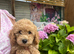 5 STAR - health tested puppies