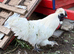 Silkie Cockerel