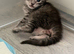 Mainecoon