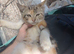 Kitten s Maine coon cross