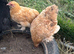 Point of lay Pekin bantam chickens
