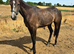 Lovely Connemara x TB filly