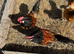 Vorwerk trio all eggs have been fertile this year