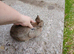 Mini lion lops