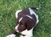 Stunning springer spaniel  pups