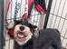 Miniature Schnauzers