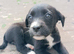 Staffy x collie x cockerpoo