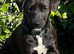 9 week old male patterdale