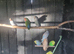 Love birds