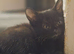 3 lovely all black kittens for sale
