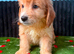 Adorable puppies