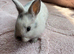 Female Baby Lionhead Bunny