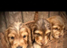 Beautiful KC registered Cocker Spaniels