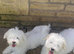 Purebred Maltese Puppies Female 3 Months Old