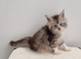 GCCF Pedigree Maine Coon Kittens for sale