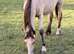Stunning Dunn gelding