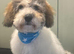 6 Month old Cockapoo