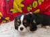 Cavalier King Charles