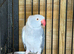 Grey adult female ringneck