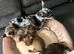 Beautiful Thailand chihuahuas