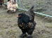 Silver/gold laced Brahma hatching eggs