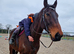 FAMILY HORSE HAPPY HACKER
