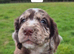 Cocker spaniel puppies